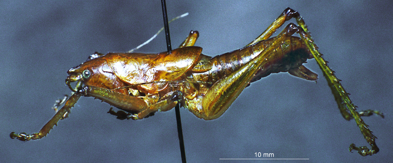 CollectionObject 1507370; 9691df39-70be-4618-b825-854e29ecb40a: male, lateral view (holotype). (CollectionObject).