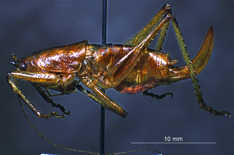 CollectionObject 1507371; 42fb528c-0ac1-471a-a7fd-78ed7d68543e: female, lateral view (holotype). (CollectionObject).