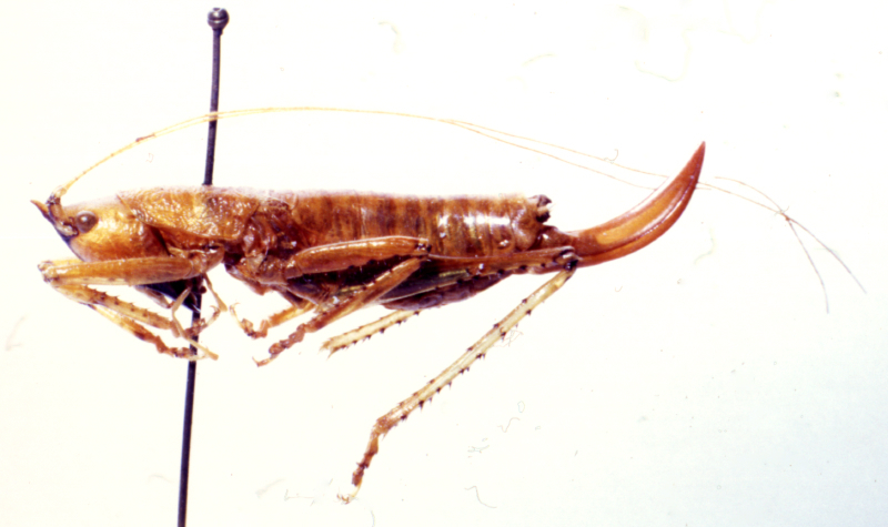 Gonatacanthus pulcher (Bolívar, 1900): female, lateral view. (Otu).
