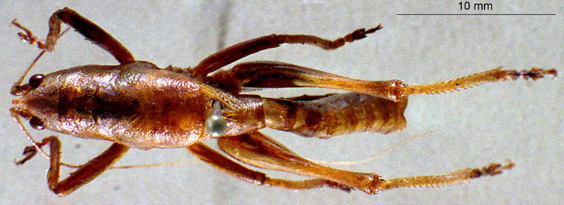 CollectionObject 1516150; 51f27955-43f4-4aef-a6e0-744f69e92c21: male, dorsal view (holotype). (CollectionObject).