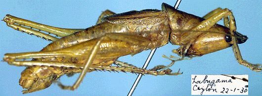 CollectionObject 1516733; 19366a2f-12ca-4ec7-bc28-cf344d628dc0: male (holotype). (CollectionObject).