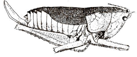 Liara (Acanthocoryphus) brongniarti (Karny, 1907): female, lateral view. (Otu).