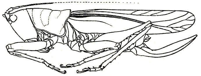 Liara (Acanthocoryphus) mindanensis (Hebard, 1922): Pl. XVIII, Fig. 10 (type). female habitus (body length 33 mm, pronotum 9.7 mm, tegmen 29.7 mm, ovipositor 14 mm. (Otu).