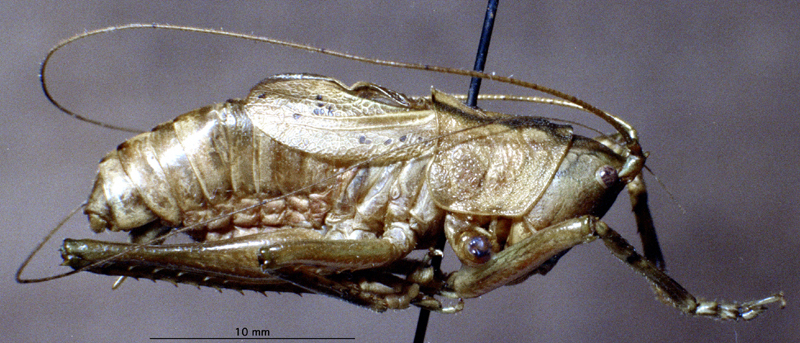 CollectionObject 1528088; 3d11c2f7-9b75-4984-b349-76baf6cf8d92: male, lateral view (holotype). (CollectionObject).