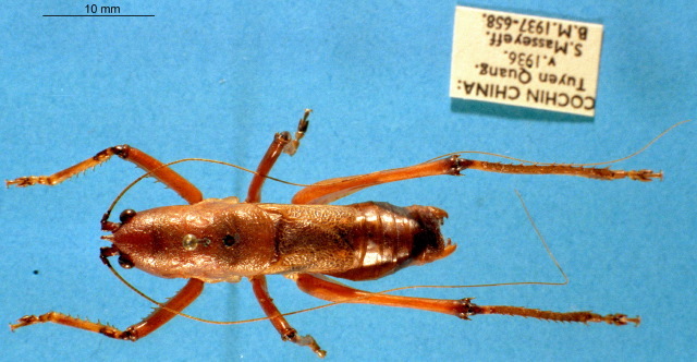 CollectionObject 1520467; a0a1c3f2-0a59-455e-8bef-a99518fc682e: male, dorsal view. (CollectionObject).