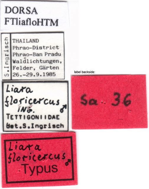 CollectionObject 1505271; 8a420527-d33f-4ba0-ae40-65dce5b8aa55: labels (holotype). (CollectionObject).