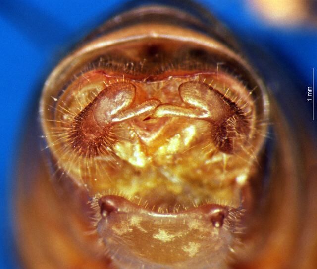 CollectionObject 1505272; 4081a8c1-6883-4f3c-803e-425813dff272: male cerci (holotype). (CollectionObject).