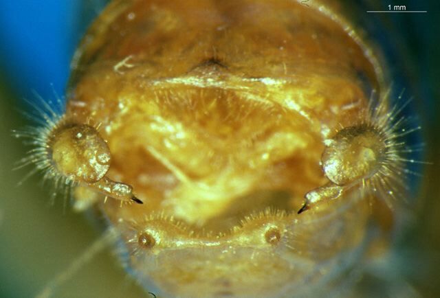 CollectionObject 1505273; 4e76279b-50fe-42ca-9551-cedc86a8c3cc: male cerci (holotype). (CollectionObject).