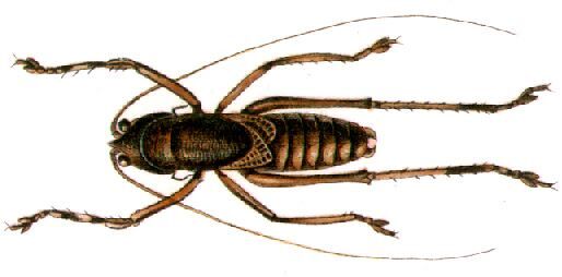 Liara (Liara) rufescens Redtenbacher, 1891: male, dorsal viiew. (Otu).