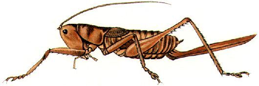 Liara (Liara) lobatus (Redtenbacher, 1891): female. (Otu).