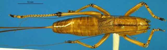 Liara (Liara) monkra Ingrisch, 1998: female habitus dorsal view (allotype). (Otu).