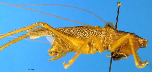 CollectionObject 1505276; 6e4ae910-d9cb-4091-a3bf-ef3eb7d814d9: male, lateral view (holotype). (CollectionObject).