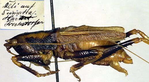 CollectionObject 1500227; 1ae0d519-e44a-40ae-8e3f-b6ed12ad8d5d: male (holotype). (CollectionObject).