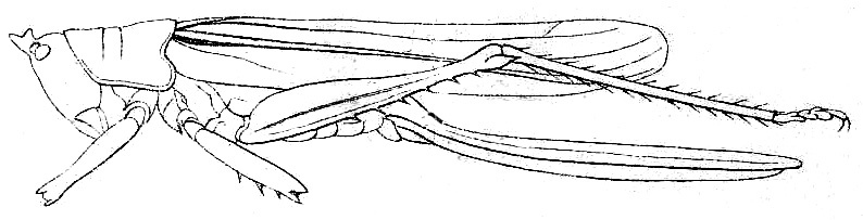Macroxiphus sumatranus sumatranus (Haan, 1843): Pl. IV. Fig. 72. female habitus (pronotum length 8.6-11 mm, tegmina 41-49 mm, ovipositor 30-37 mm). (Otu).
