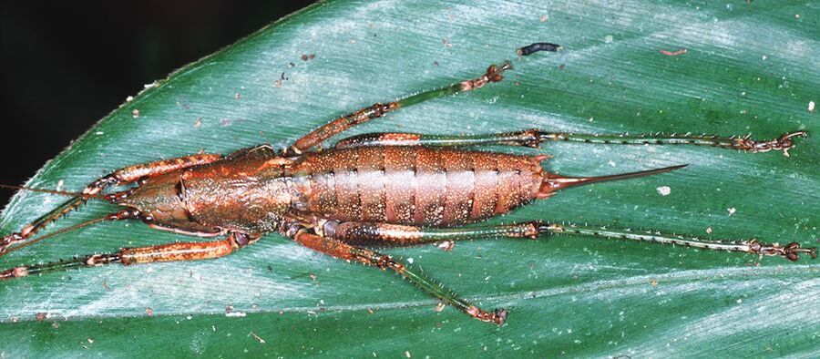 Peracca (Peracca) conspicuithorax Griffini, 1897: female, dorsal view. (Otu).