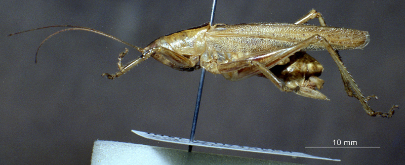 CollectionObject 1503843; 44c4888f-1dab-45a8-939e-1d10a2743830: male, lateral view (holotype). (CollectionObject).