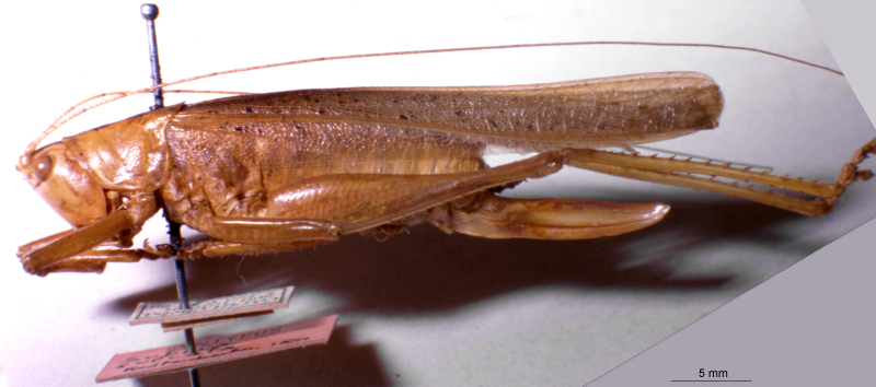 CollectionObject 1506720; 966bfdb1-151f-4009-8fa3-fb3f1b576d4e: female, lateral view (holotype). (CollectionObject).