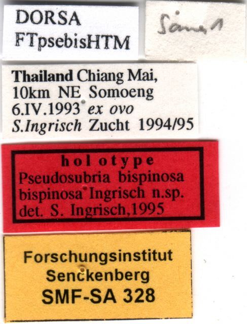 CollectionObject 1505280; 089408f6-b000-4a07-92b8-caa0db09951b: labels (holotype). (CollectionObject).