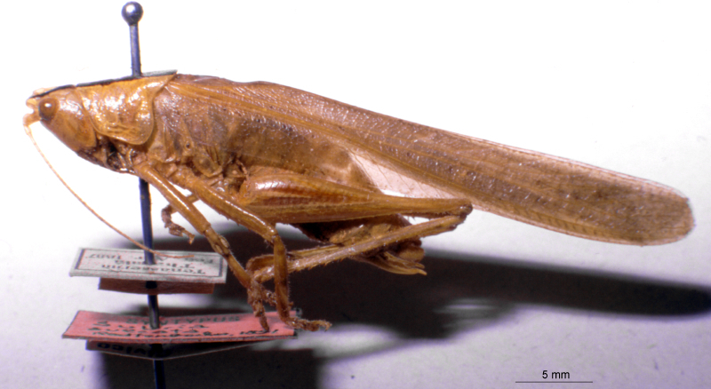 CollectionObject 1506721; 8db43aef-91f4-4c15-81f1-addc7b79763c: male, lateral view (holotype). (CollectionObject).