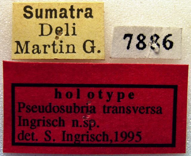 CollectionObject 1500228; 5b8e80e6-641f-4d90-a820-698639002e37: labels (holotype). (CollectionObject).