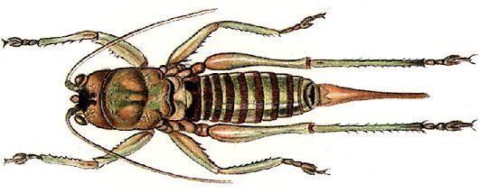 Rhytidogyne griffinii Karny, 1907: female, dorsal view. (Otu).