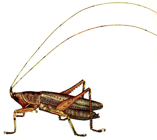 Scytocera kemneri Karny, 1926: Pl. 4, Fig. 4. male habitus. (Otu).
