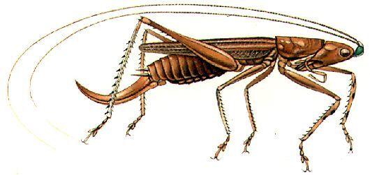 Morocera loriae (Griffini, 1908): female, lateral view. (Otu).