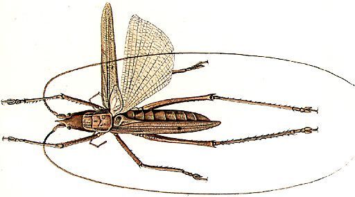 Rhynchocerus modiglianii (Griffini, 1908): male, dorsal view. (Otu).