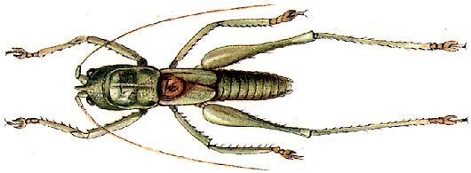 Goodangarkia prasina (Karny, 1911): male, dorsal view. (Otu).