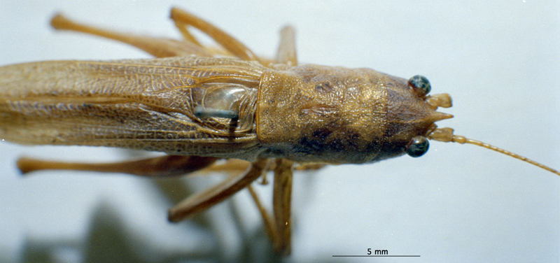 CollectionObject 1531422; f01e641a-1aed-4bec-813e-518b276b68d2: male, dorsal view (holotype). (CollectionObject).