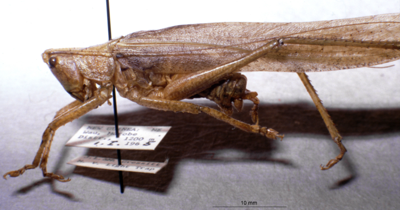 CollectionObject 1507391; 22a7d2d1-4fd8-4485-90bc-8e33c2ba27a7: male, lateral view (neotype). (CollectionObject).