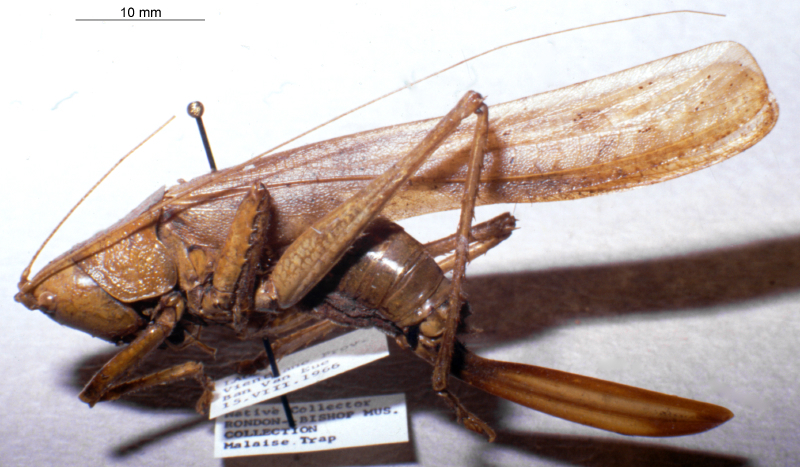 CollectionObject 1534921; 18545dee-7286-4cb4-98db-001d11761186: female, lateral view. (CollectionObject).