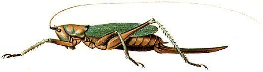 Aethiomerus adelphus Redtenbacher, 1891: female habitus. (Otu).