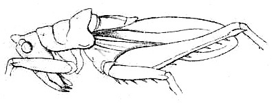 Aethiomerus madagassus Redtenbacher, 1891: Pl. III, Fig. 53 a. male habitus (pronotum length 7.5 mm, tegmina 17.5 mm). (Otu).