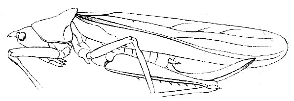 Iaratrox maculata (Redtenbacher, 1891): Pl. IV, Fig. 63. female habitus (pronotum length 9 mm, tegmina 42 mm, ovipositor 18 mm). (Otu).
