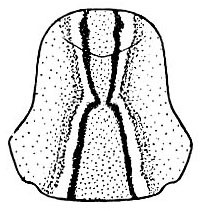 Ragoniella pulchella (Hebard, 1927): Pl. XX, Fig. 15 (after type). dorsal view of female pronotum. (Otu).