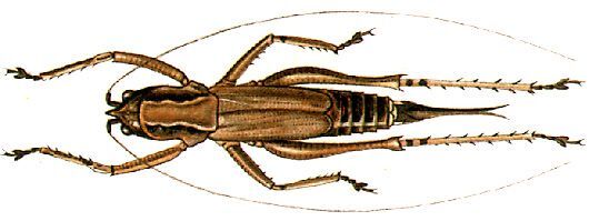 Parasubria vittipes (Redtenbacher, 1891): female (Parasubria ziczac). (Otu).