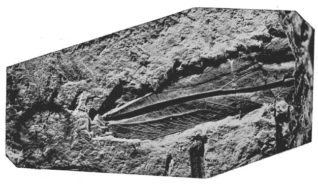 CollectionObject 1496446; 5c9f003e-165c-4b71-a384-9b2929606015: Pl. 1, Fig. 3. tegmen (holotype, conserved length 26 mm, possible total length 45 mm). (CollectionObject).