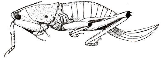 Anthracopsis giglio-tosi [sic] Karny, 1907: female habitus. (Otu).
