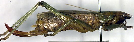 Austrosalomona personafrons Rentz, 1988: female, lateral view (paratype). (Otu).
