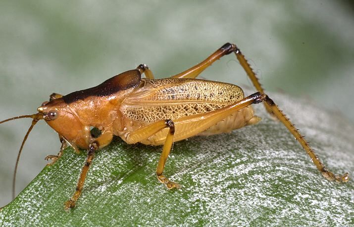 Agraecia agraecioides (Rehn, 1911): male, lateral view (Brazil, Paraná, Iguazu Falls). (Otu).