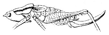 Coptaspis brevipennis Redtenbacher, 1891: Pl. IV, Fig. 64. female habitus (body length 19.4 mm, pronotum 6 mm, tegmina 4.2 mm, ovipositor 10 mm, reddish brown). (Otu).
