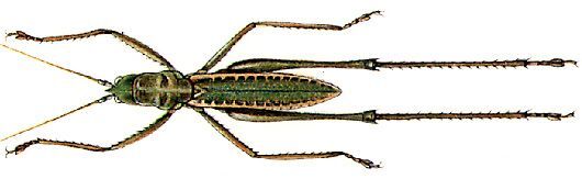 Coptaspis crassinervosa Redtenbacher, 1891: male, dorsal view. (Otu).