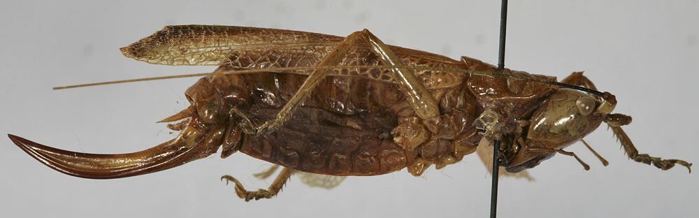 CollectionObject 1539573; 78cd6824-733c-471b-8df1-749e77b3179e: female, lateral view (holotype). (CollectionObject).