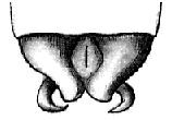 Dicranacrus furcatus Saussure, 1899: male cerci. (Otu).
