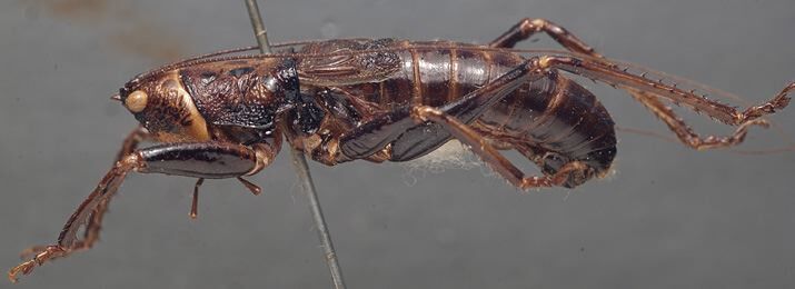 CollectionObject 1506625; 3dc77cba-6281-4a13-a197-47db4c1c7fc7: male, lateral view. (CollectionObject).