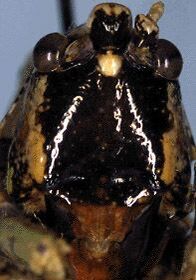 Eppia truncatipennis Stål, 1875: female head, frontal view (Costa Rica, Puntarenas, San Vito de Java). (Otu).