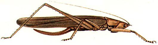 Erechthis gundlachi Bolívar, 1888: female habitus. (Otu).