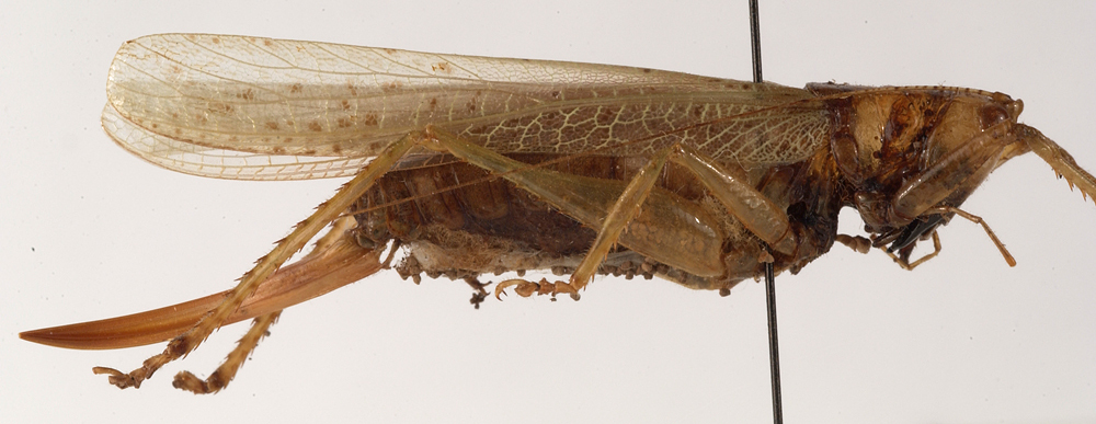 CollectionObject 1534473; 827c1344-6ea5-447f-8c5e-36c92b154018: female, lateral view (holotype). (CollectionObject).