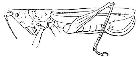 Gallienia elegans Brongniart, 1897: female. (Otu).